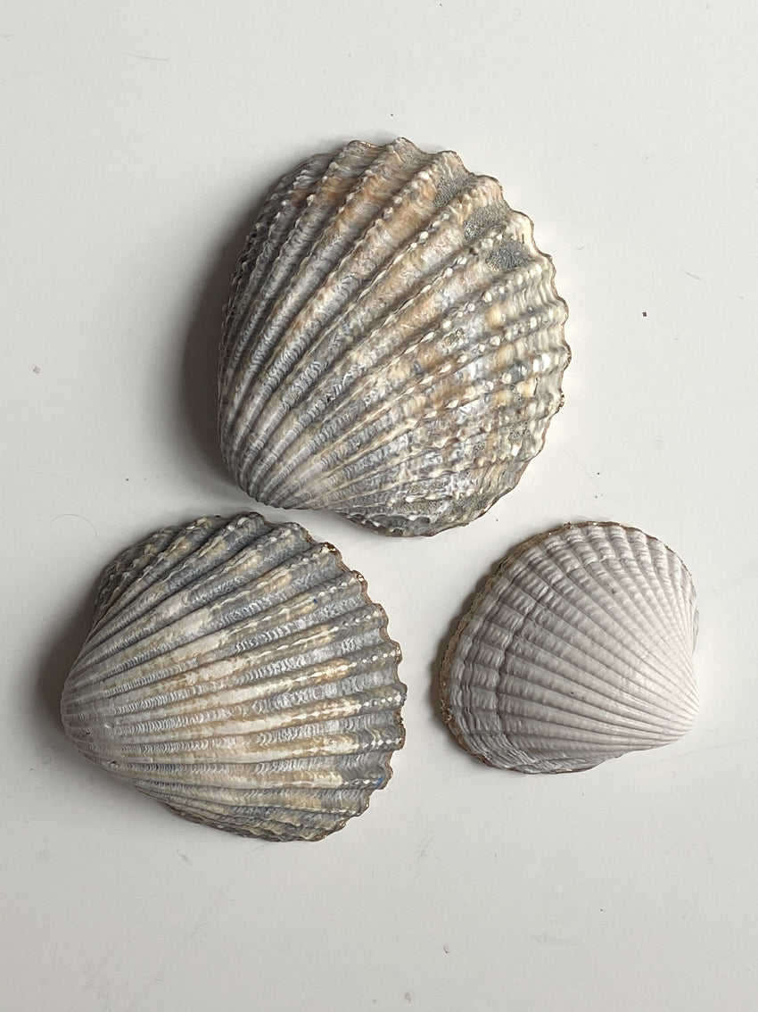 Coquillages brodés "Fleurs bleues“
