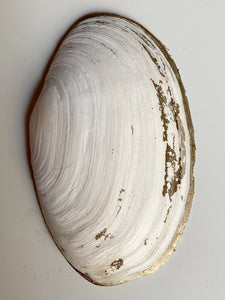 Coquillages brodés "dentelle perlée“