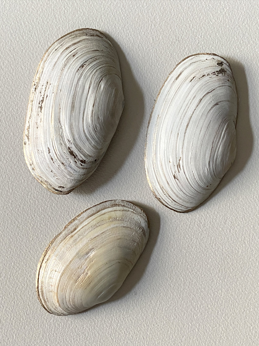 Coquillages brodés