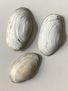 Coquillages brodés